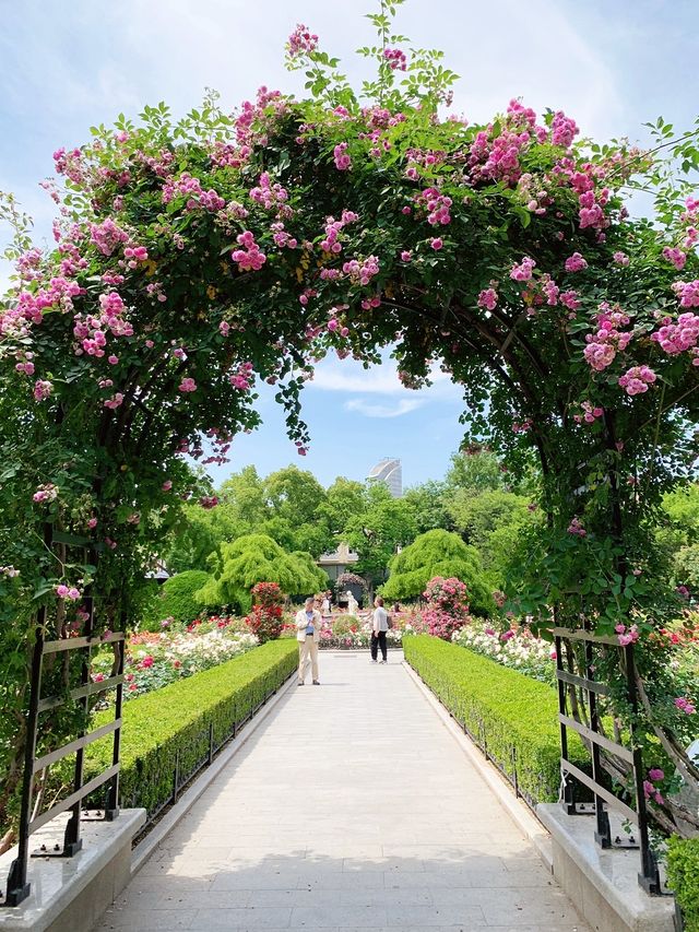 多巴胺滿滿的夏日，去復興公園看玫瑰園