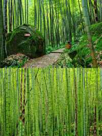 重慶永川｜天然氧吧茶山竹海