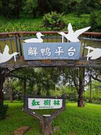 綠野仙踪：紅樹林下的詩意漫步