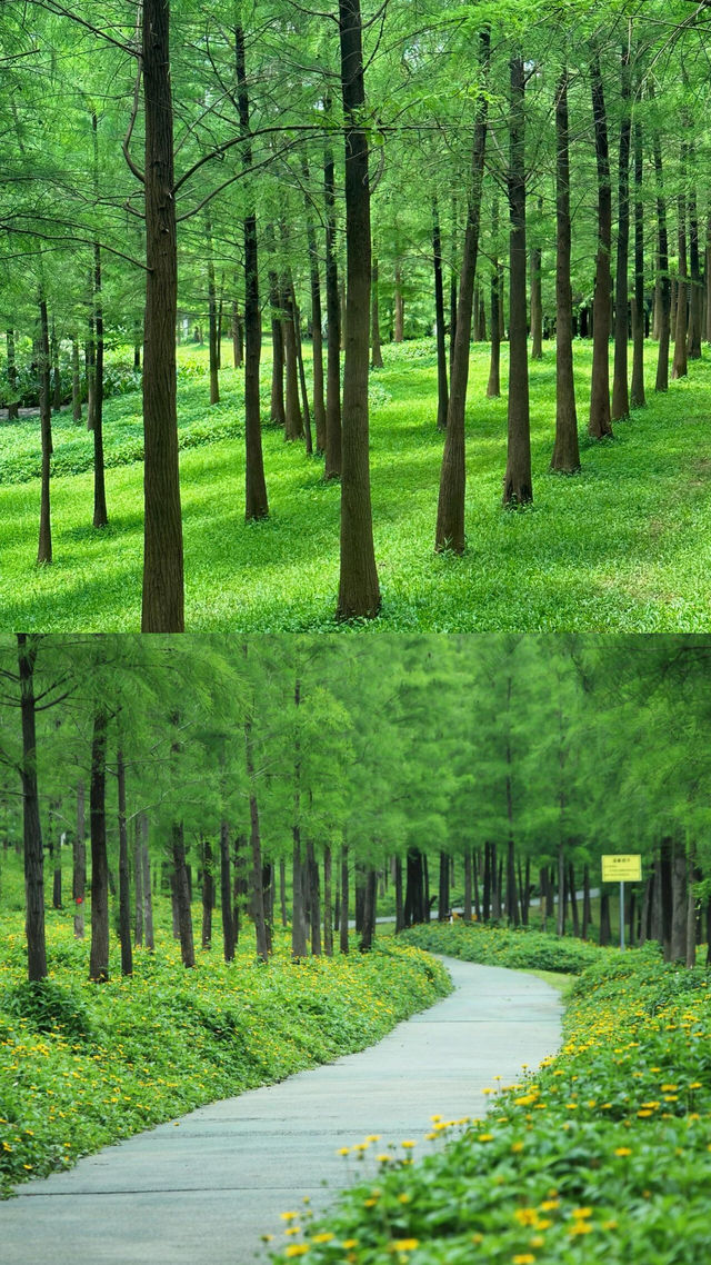 廣州這個綠光森林公園你一定要來啊