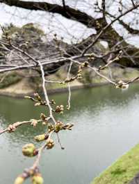 東京景點｜千鳥淵公園