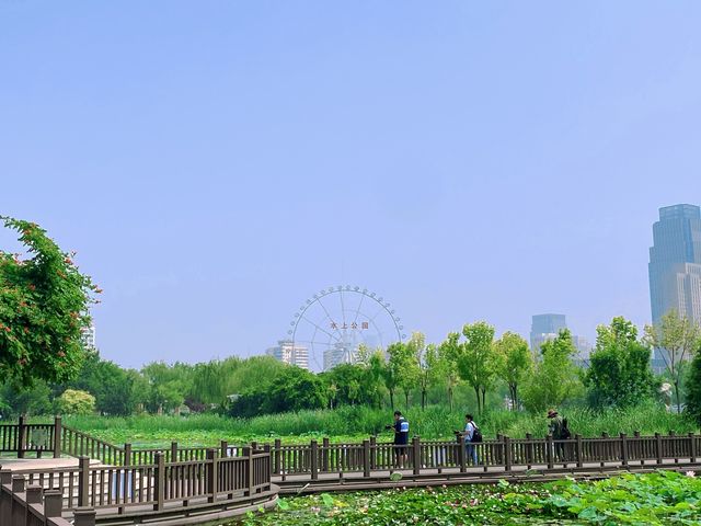 天津夏日賞荷好去處—天津水上公園。