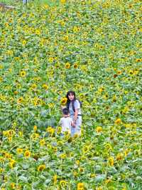 夏日醉美向日葵~蘇州灣體育公園