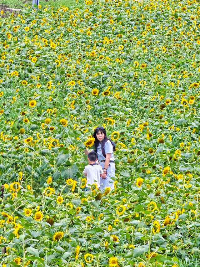 夏日醉美向日葵~蘇州灣體育公園