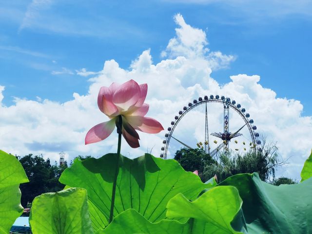 夏日荷塘盛景：賞一池荷花，享一份悠然心境