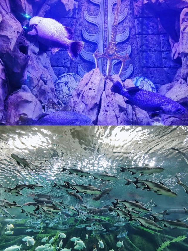 哈爾濱波塞冬海底世界丨打卡奇幻的海底王國