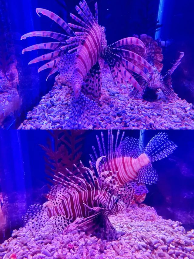 哈爾濱波塞冬海底世界丨打卡奇幻的海底王國