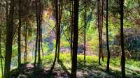 寧波周邊｜仙居公盂村徒步，有山有水有竹林