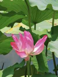 小眾景點遠香湖，荷花池盛開花紅柳綠