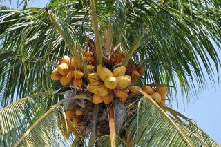 Manado Adventure: A double feast of jungle and ocean.