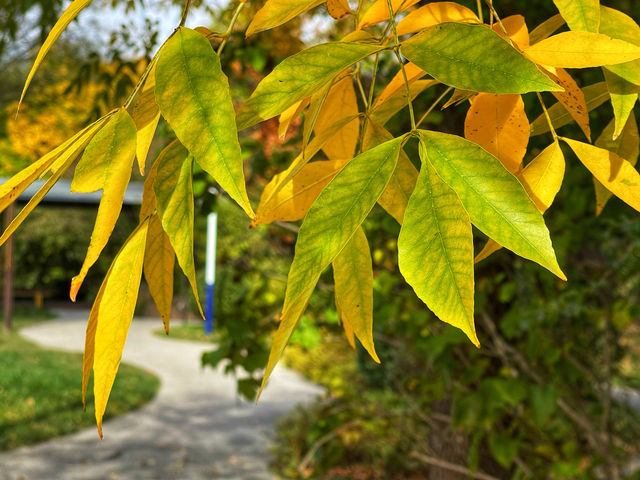 龍年足跡（66）——鹿鳴公園。