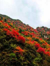 【秦嶺秋色】S101公路上的紅葉盛宴與黑龍口美食之旅。