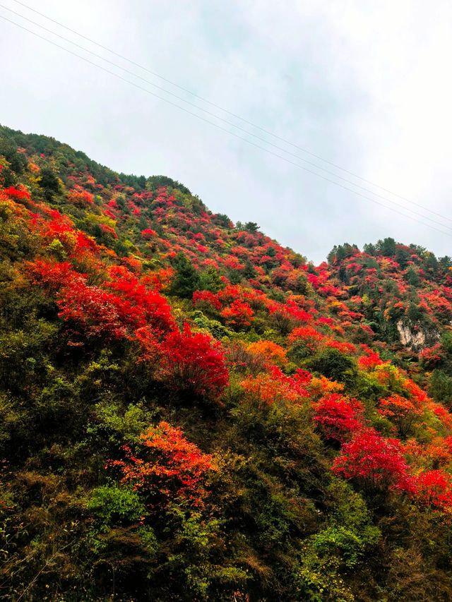 【秦嶺秋色】S101公路上的紅葉盛宴與黑龍口美食之旅。