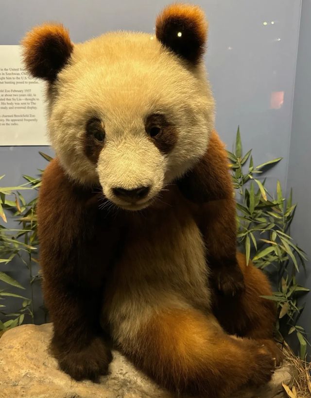 探索自然奧秘｜菲爾德自然史博物館。