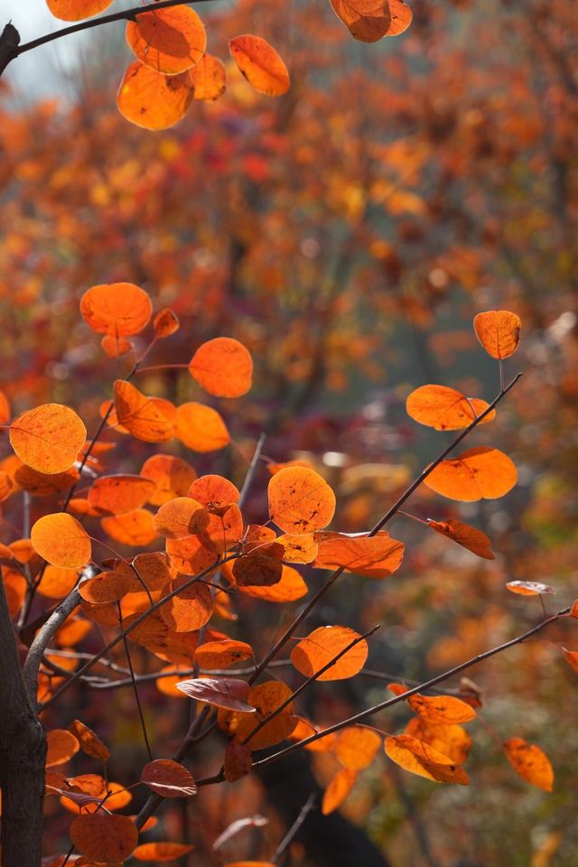 坡峰嶺。 坡峰嶺。