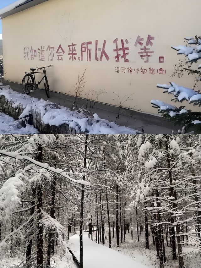 哈爾濱·漠河真的追到了我的人生極光！！！