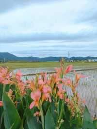 田園綜合體／舟山。