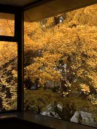京都瑠璃光院替代景點｜免費欣賞北京最頂級銀杏。