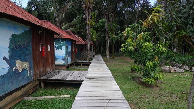 亞馬遜奇幻之旅：森林中的小木屋。