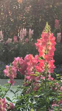 成都好逛的百花潭公園｜山水園林和城市錦繡的寫意。
