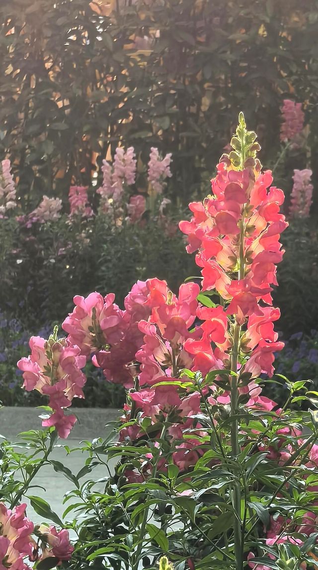 成都好逛的百花潭公園｜山水園林和城市錦繡的寫意。