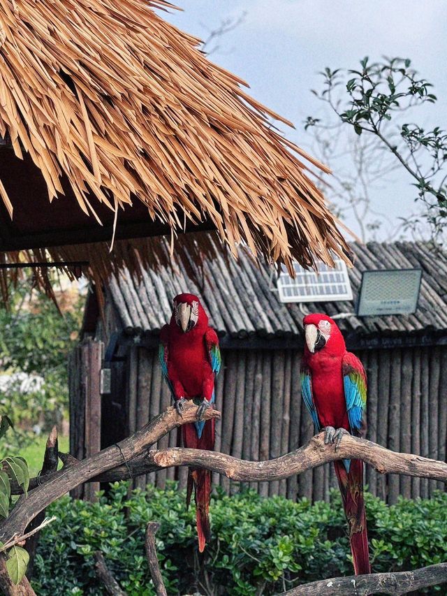 南通 | 森林野生動物園   非常適合帶小朋友。