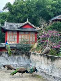 隱秘金龍寺：一場尋覓小眾禪意的心靈之旅。