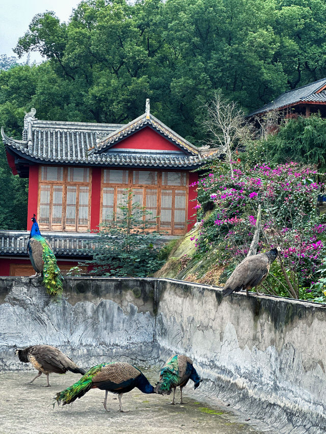 隱秘金龍寺：一場尋覓小眾禪意的心靈之旅。