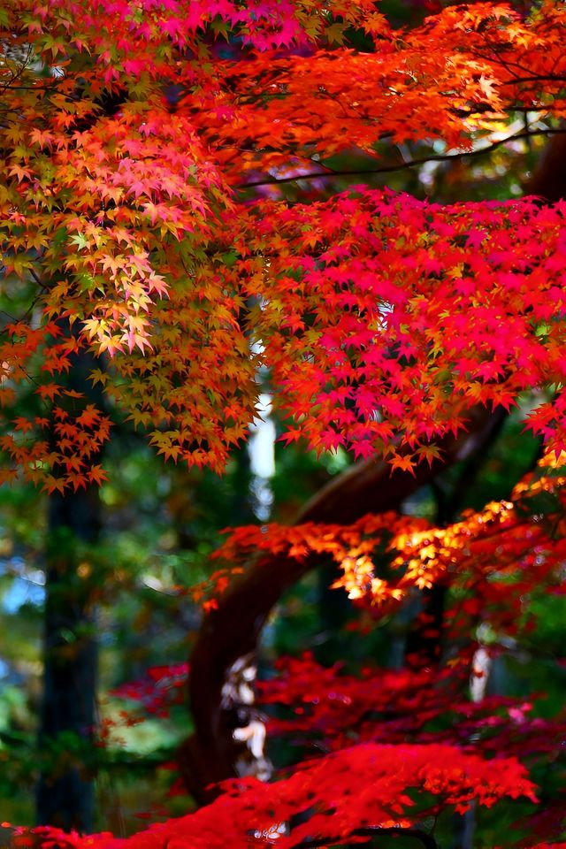 京都西芳寺。