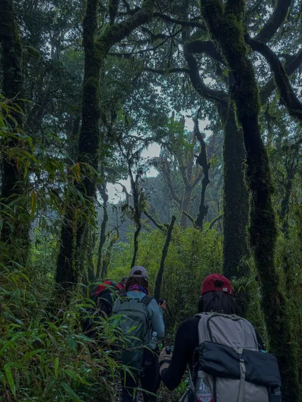 傳說中的雲南蟲谷，哀牢山原始森林
