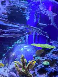 廣東深圳小梅沙海洋世界‖探索海洋世界的奧秘