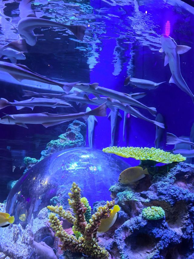廣東深圳小梅沙海洋世界‖探索海洋世界的奧秘