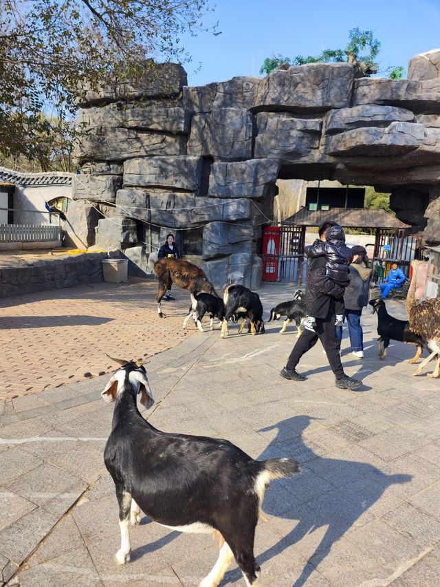 諸城動物園｜冬季寶藏小眾遛娃地