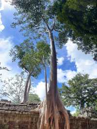 6天探索世外桃源：柬埔寨旅行全解讀