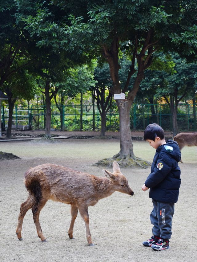 報！成都！聖誕氛圍超燃的森系遊樂園…