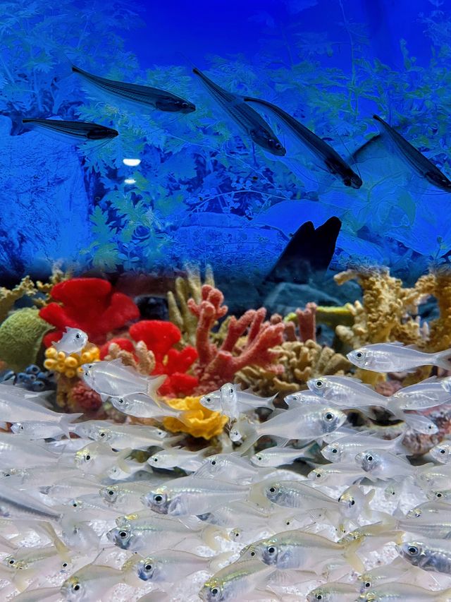 東方明珠下的海洋奇境：上海海洋水族館探秘