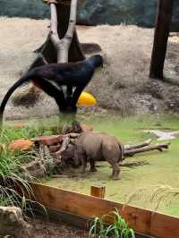 來塔爾薩，不得不體驗的塔爾薩 Tulsa Zoo，感受不同風情