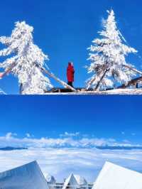 牛背山秘境之旅 | 雲端之上邂逅川西雪山群