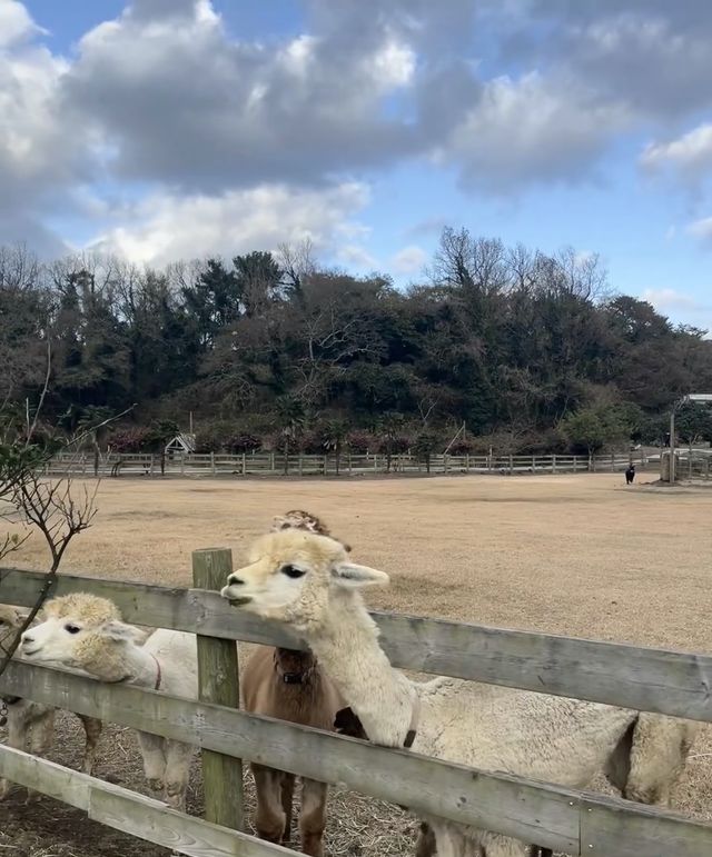 濟州島西線親子遊！！！