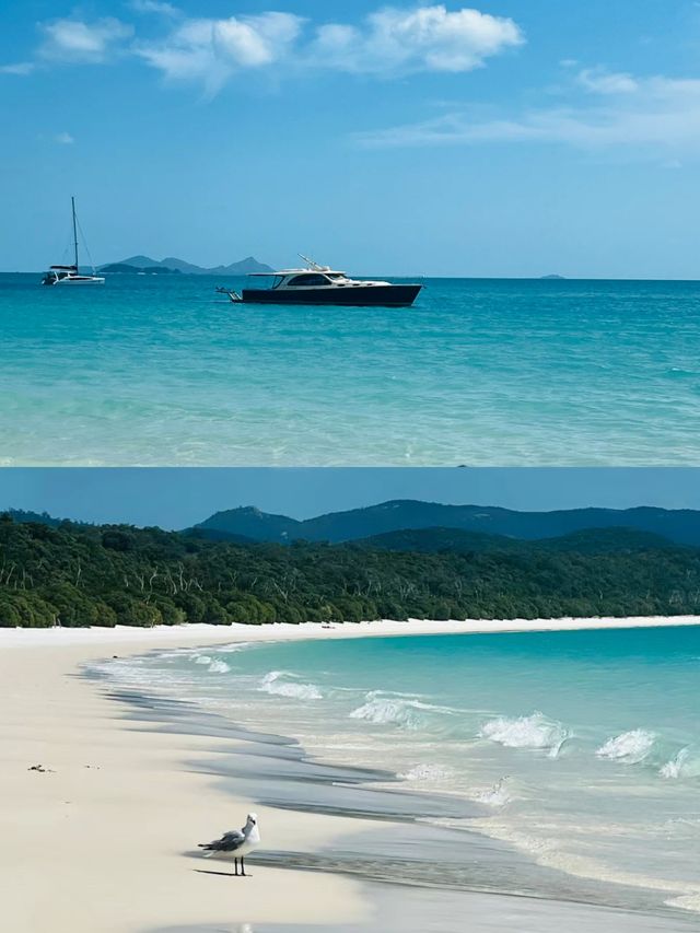 漢密爾頓島，不想退房！！真的美哭！！
