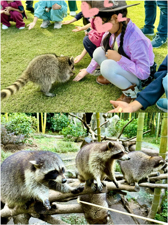 唔使去肯尼亞喇 屋企門口就可以同長頸鹿一齊食早餐 唔使去肯尼亞喇 屋企門口就可以同長頸鹿一齊食早餐