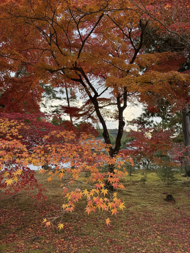 秋韻南禪寺