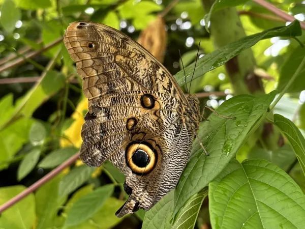 Exploring the Unique Experience at London Zoo