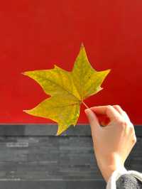 不用去北京！杭州都有同款紅牆影相啦！！
