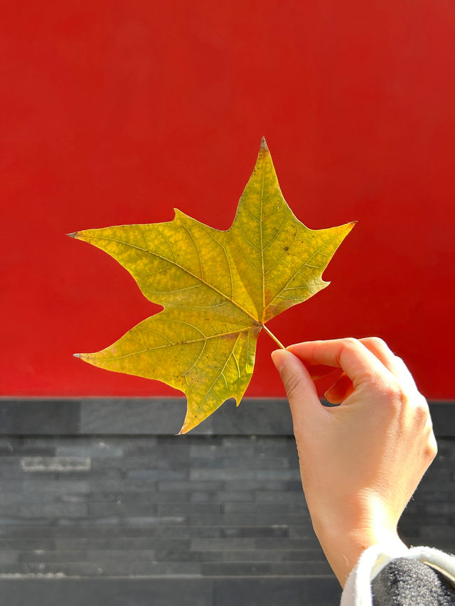 不用去北京！杭州都有同款紅牆影相啦！！