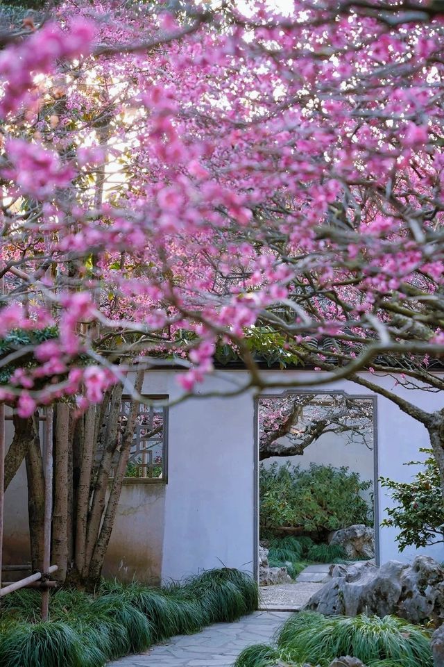 魔都免費賞梅秘境! 魔都免費賞梅秘境!