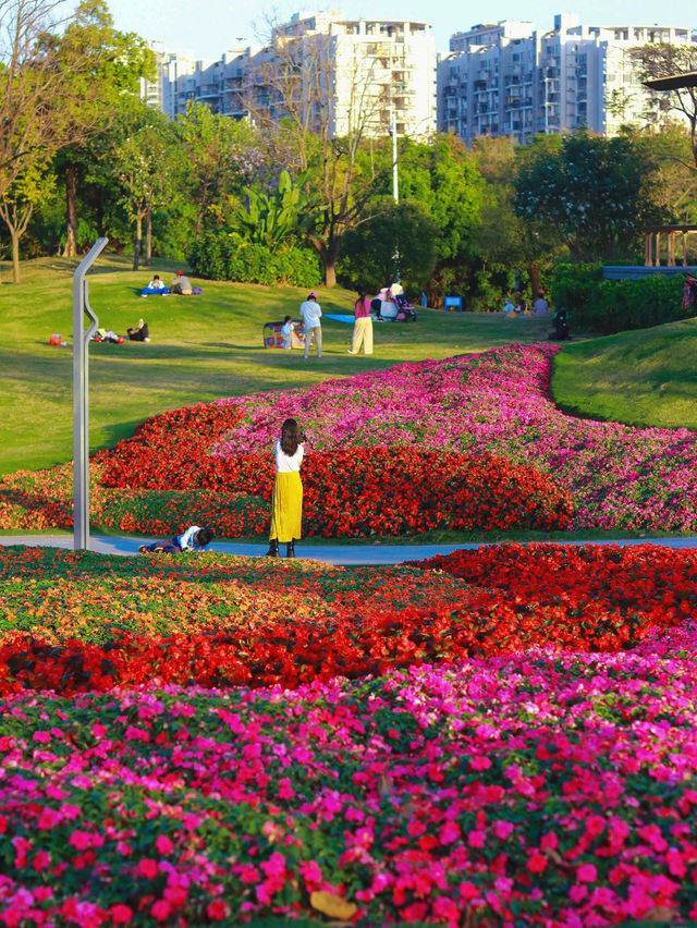 《桂灣公園的花海盛景》