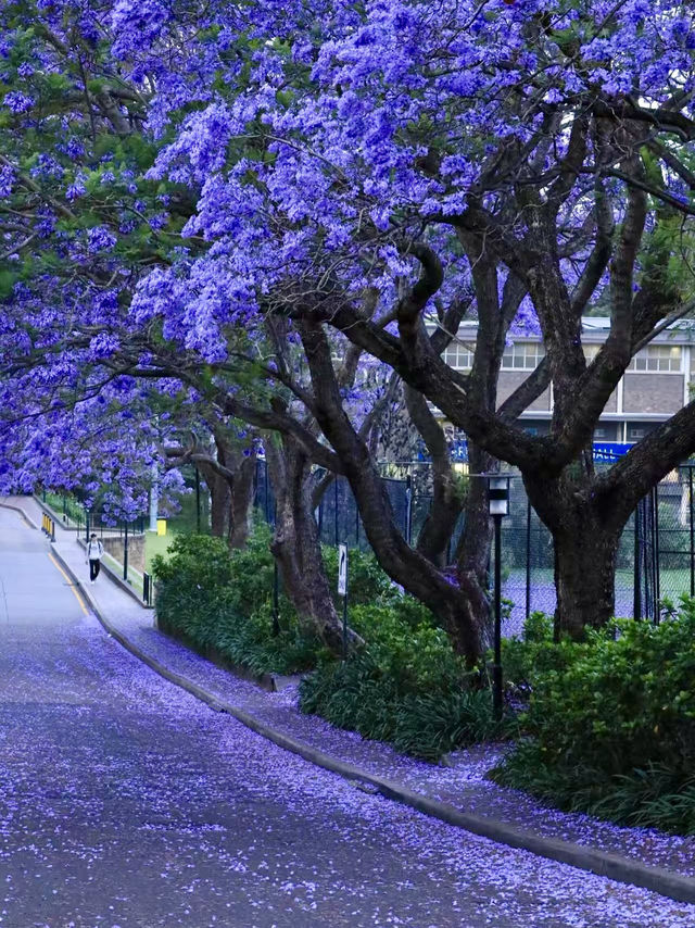 Chengdu! Blue Jacaranda Romantic Attack