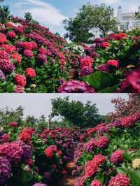 春日繡球花地圖：濟州島篇