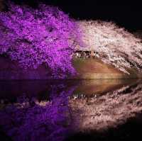 🌸2025福岡賞櫻攻略 | 本地人的私藏推介✨